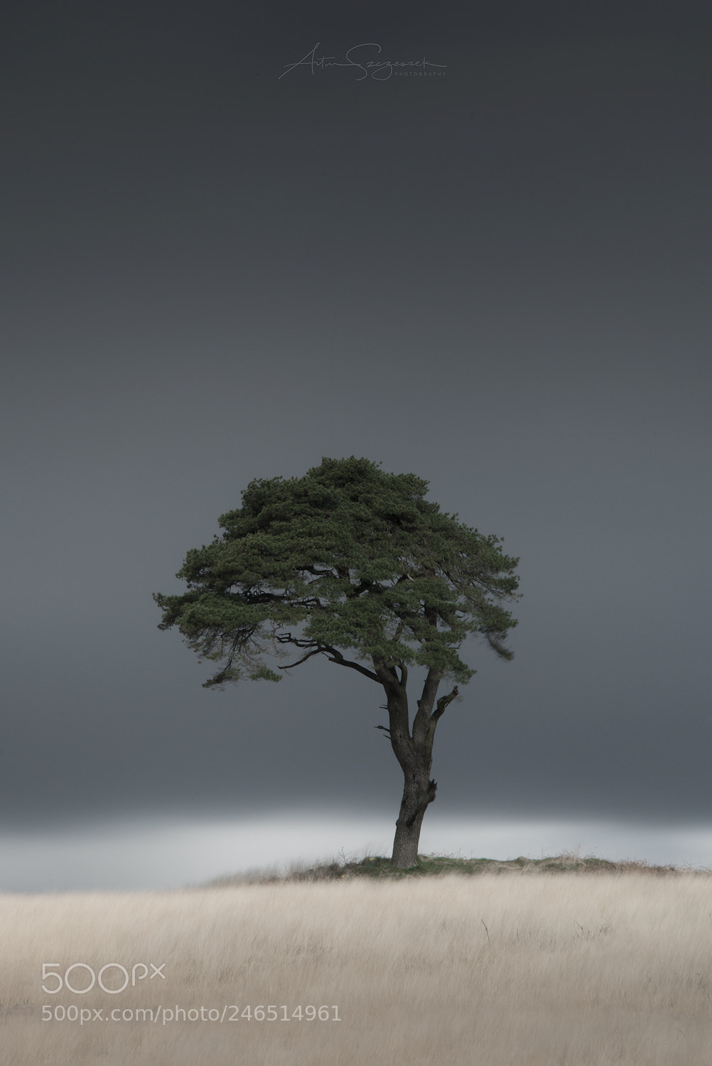 Nikon D7100 sample photo. Lone tree photography