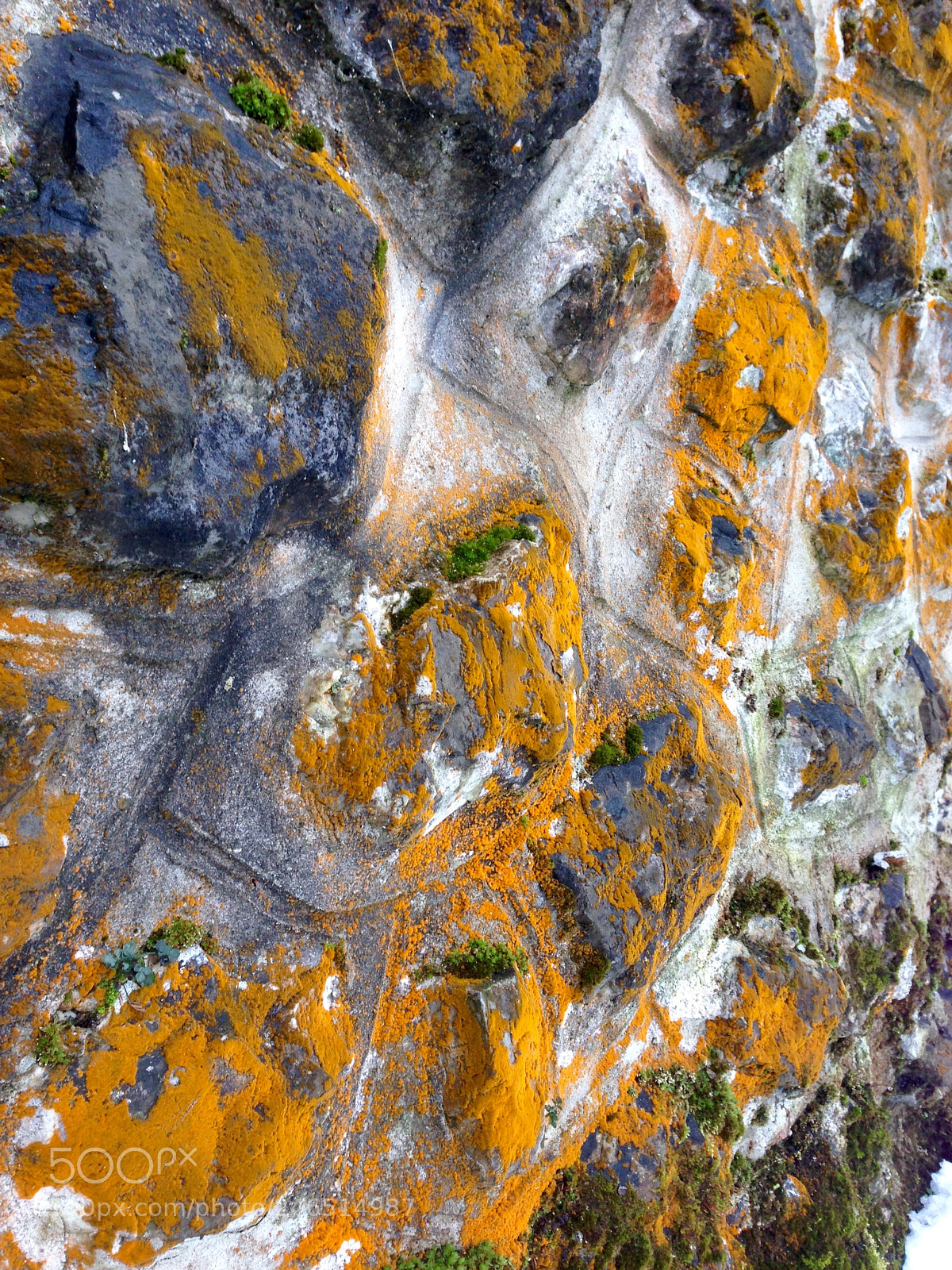 Apple iPhone 5 sample photo. Happy algae! photography