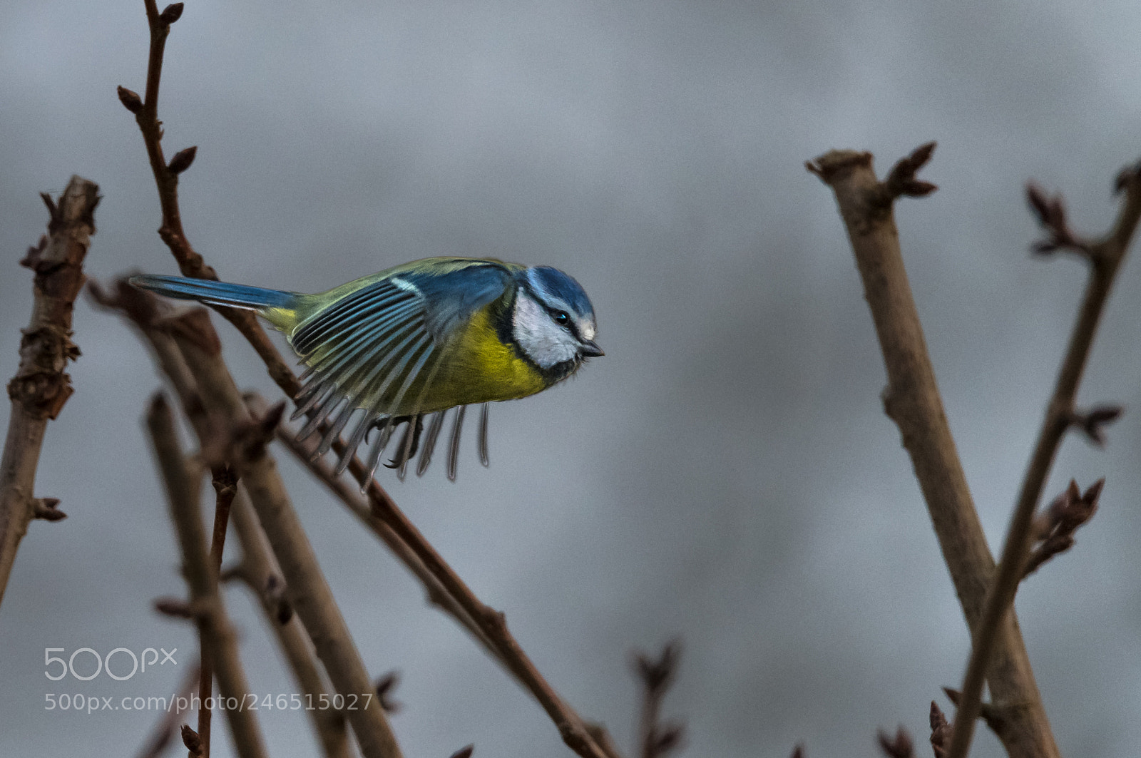 Nikon D850 sample photo. Garden missile photography