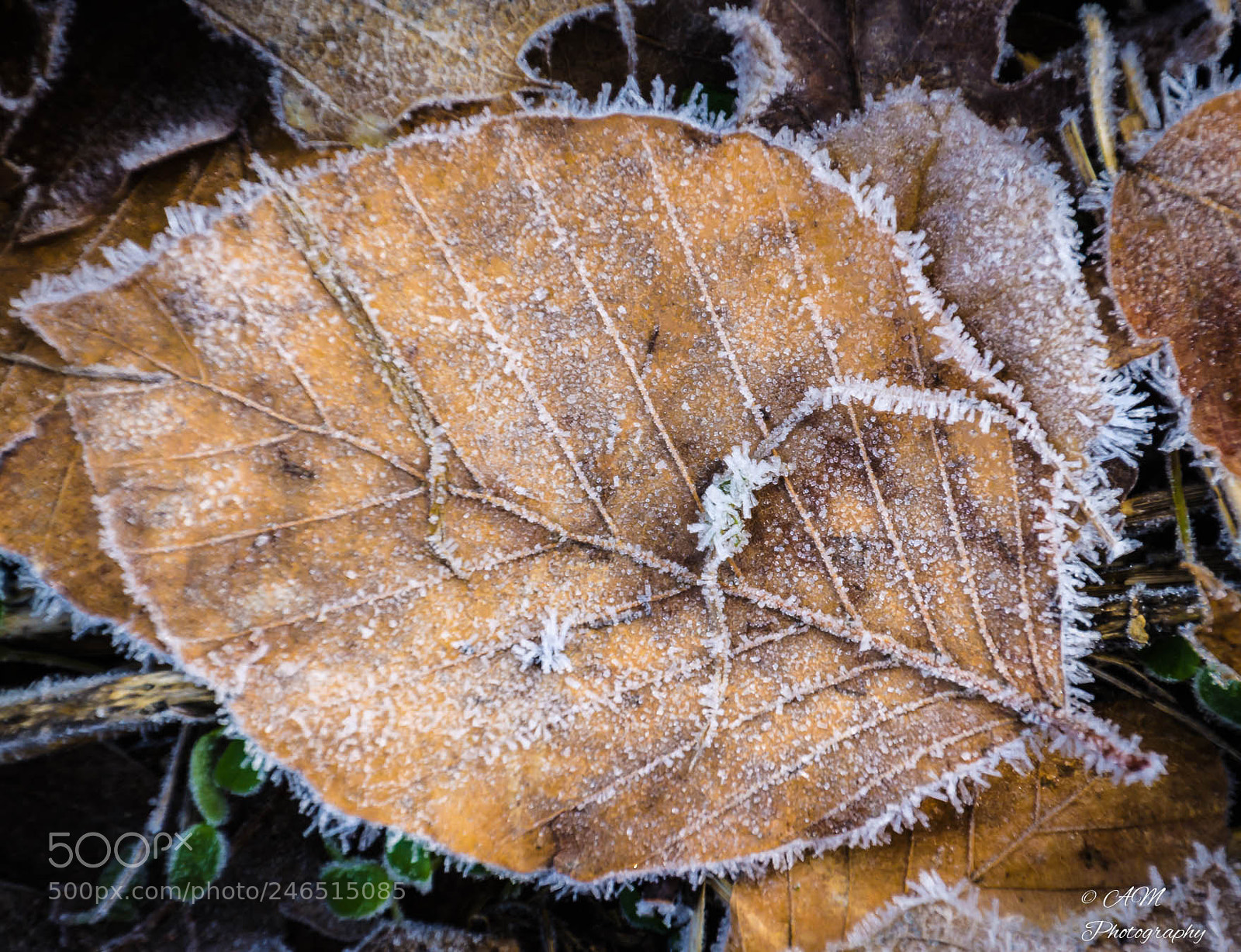 Nikon D5100 sample photo. Morgenfrost photography
