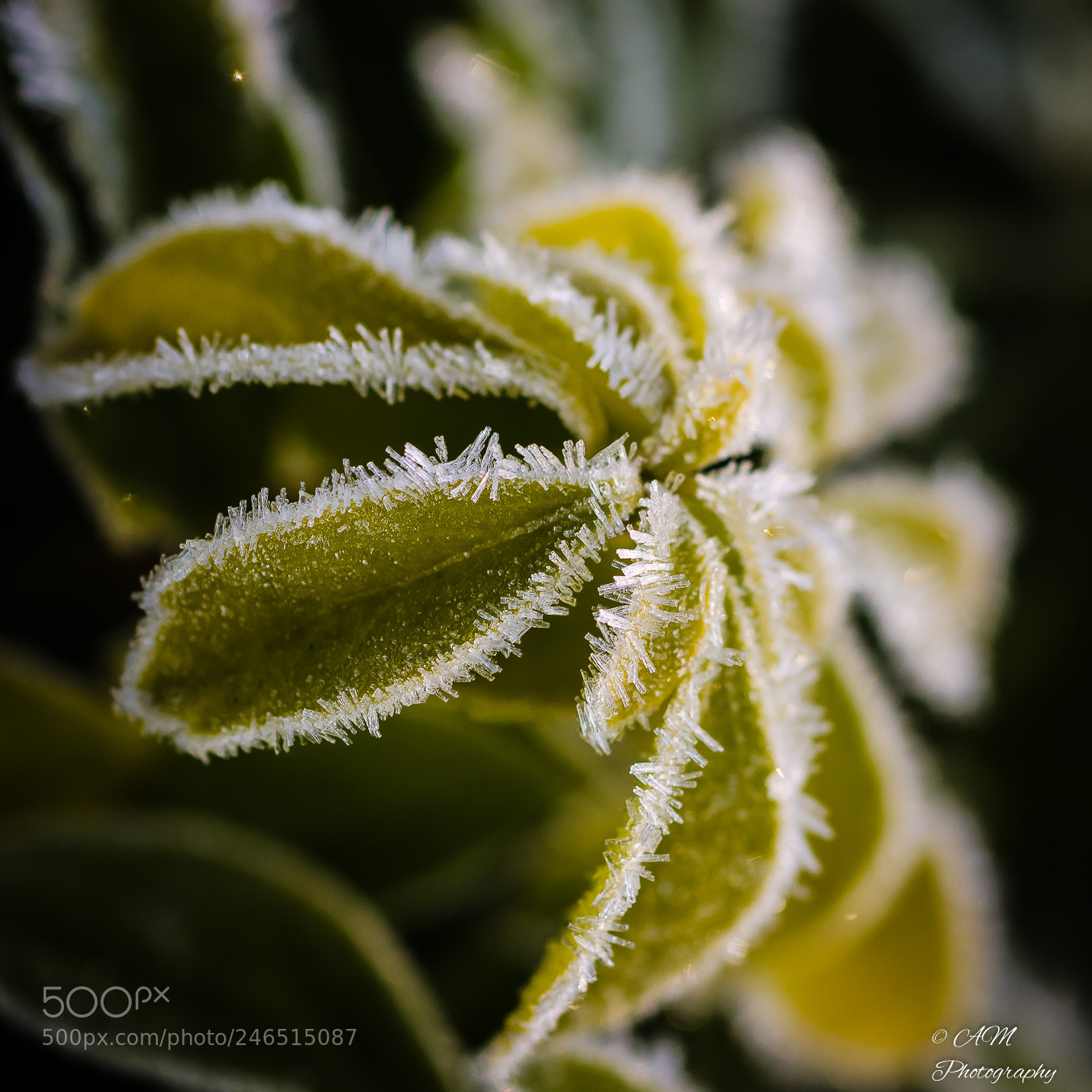 Nikon D5100 sample photo. Morgenfrost photography
