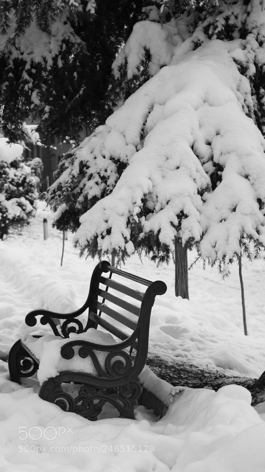 Canon EOS 750D (EOS Rebel T6i / EOS Kiss X8i) sample photo. Snow in tehran photography