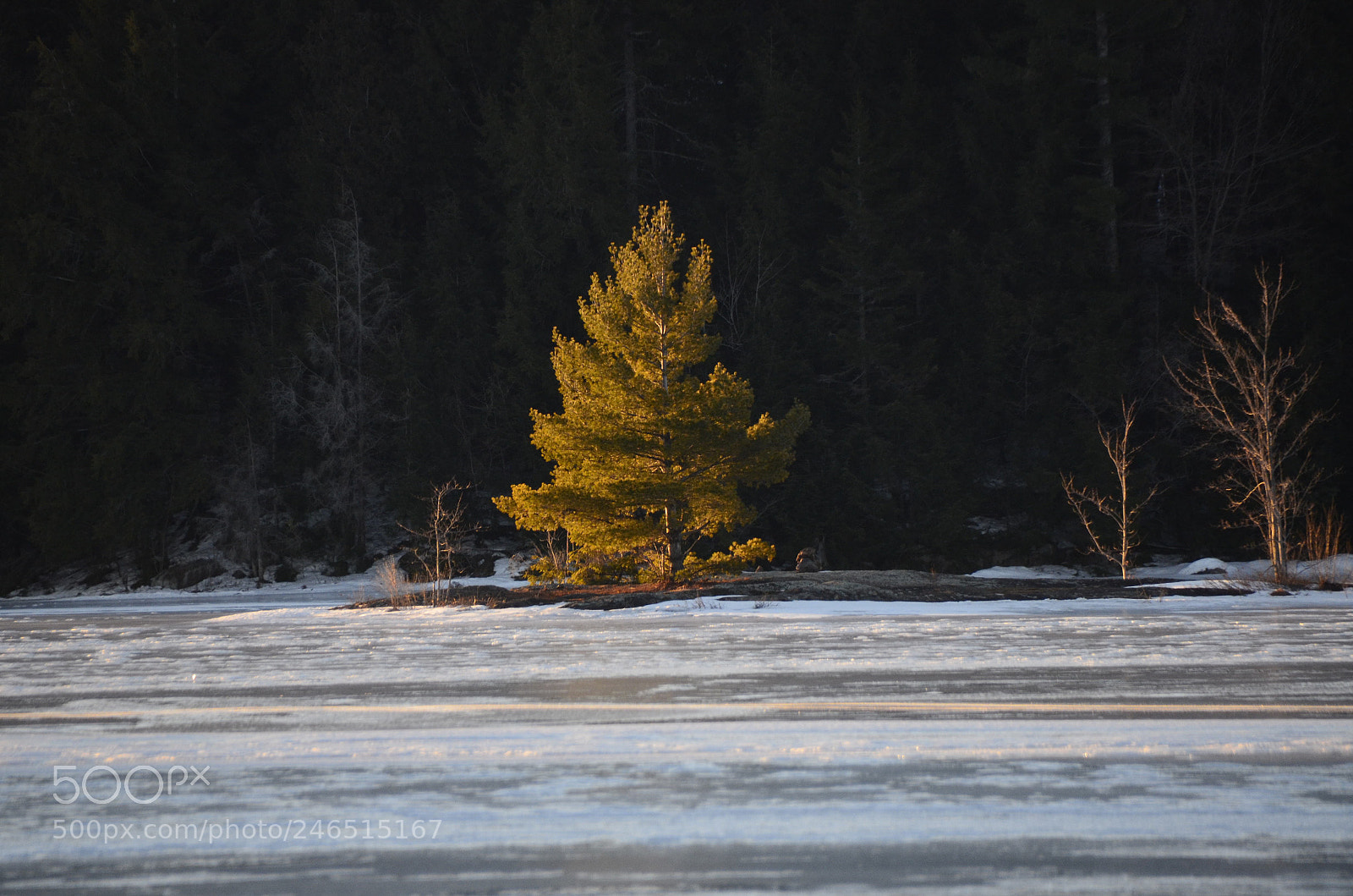 Nikon D5100 sample photo. Untitled photography