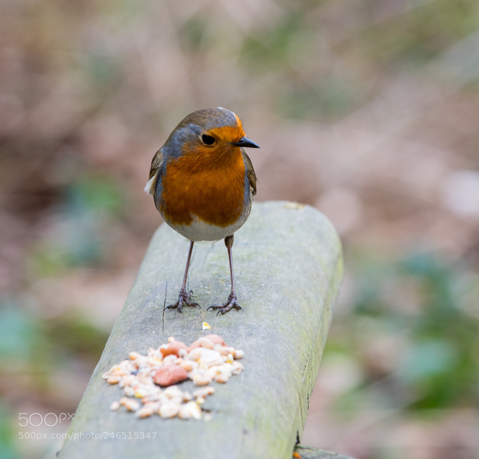 Nikon D850 sample photo. Robin photography