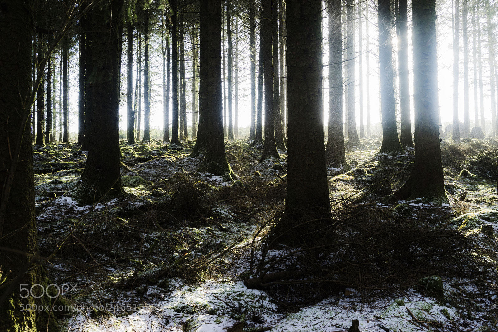 Sony a7 II sample photo. Morning snow in fernworthy photography