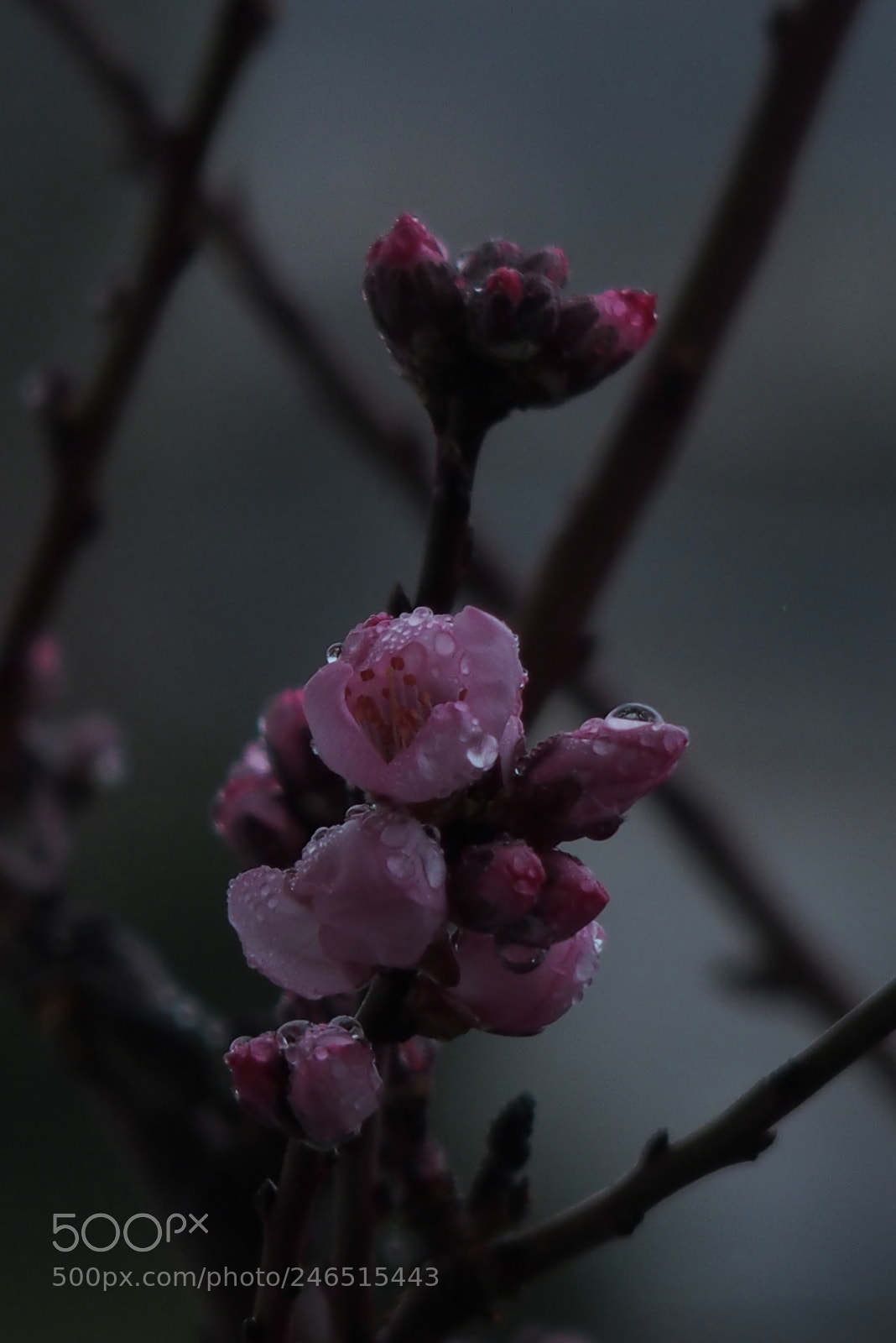 Olympus STYLUS1,1s sample photo. Almond tree flowers under photography