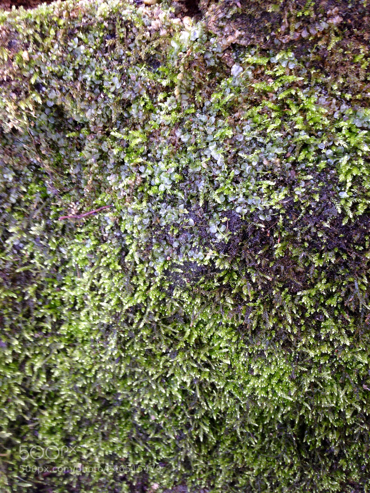 Apple iPhone 5 sample photo. Winter - greeen! photography