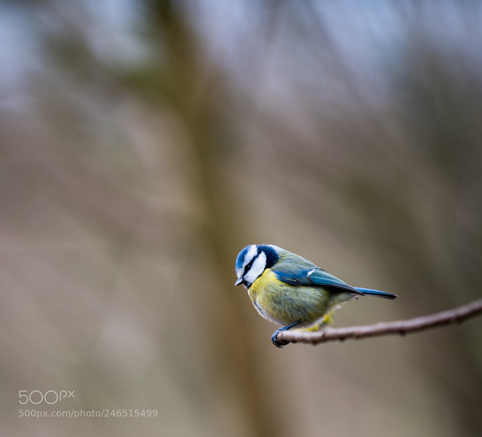 Nikon D850 sample photo. Blue tit photography