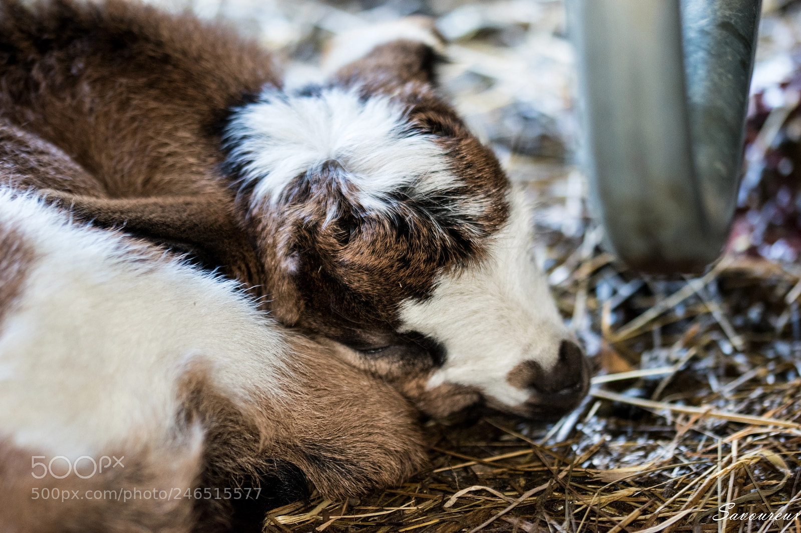 Nikon D5500 sample photo. Sleep photography