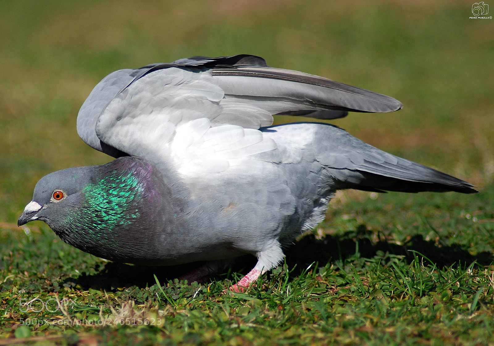 Nikon D60 sample photo. Untitled photography