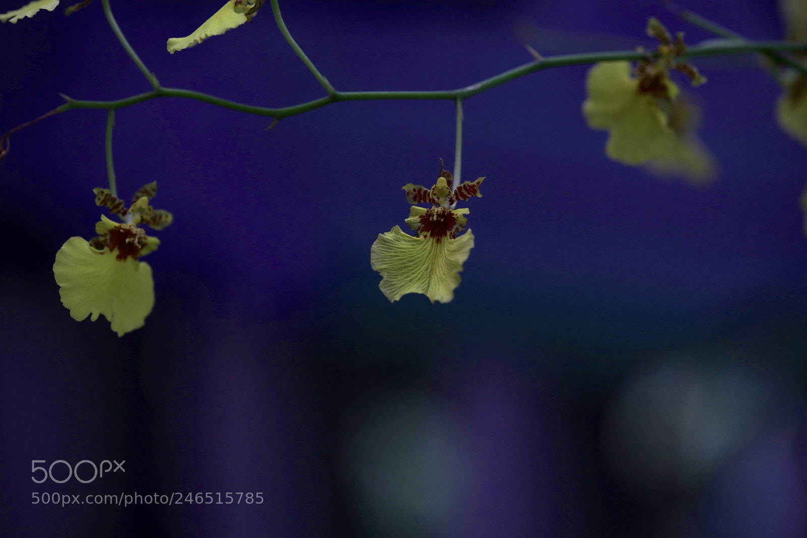 Canon EOS 5DS R sample photo. Windbell photography