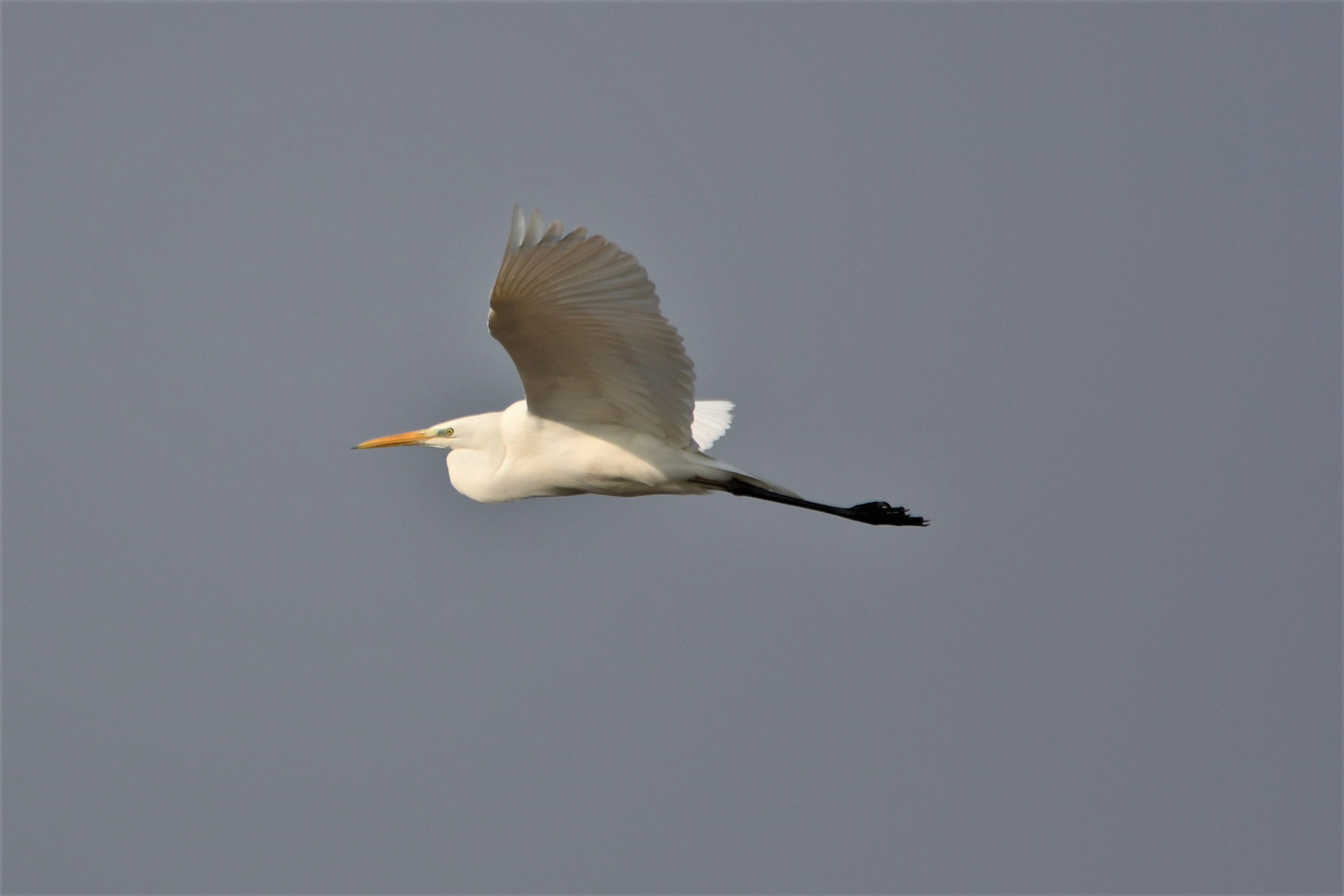 Nikon D7500 sample photo. Great white heron photography