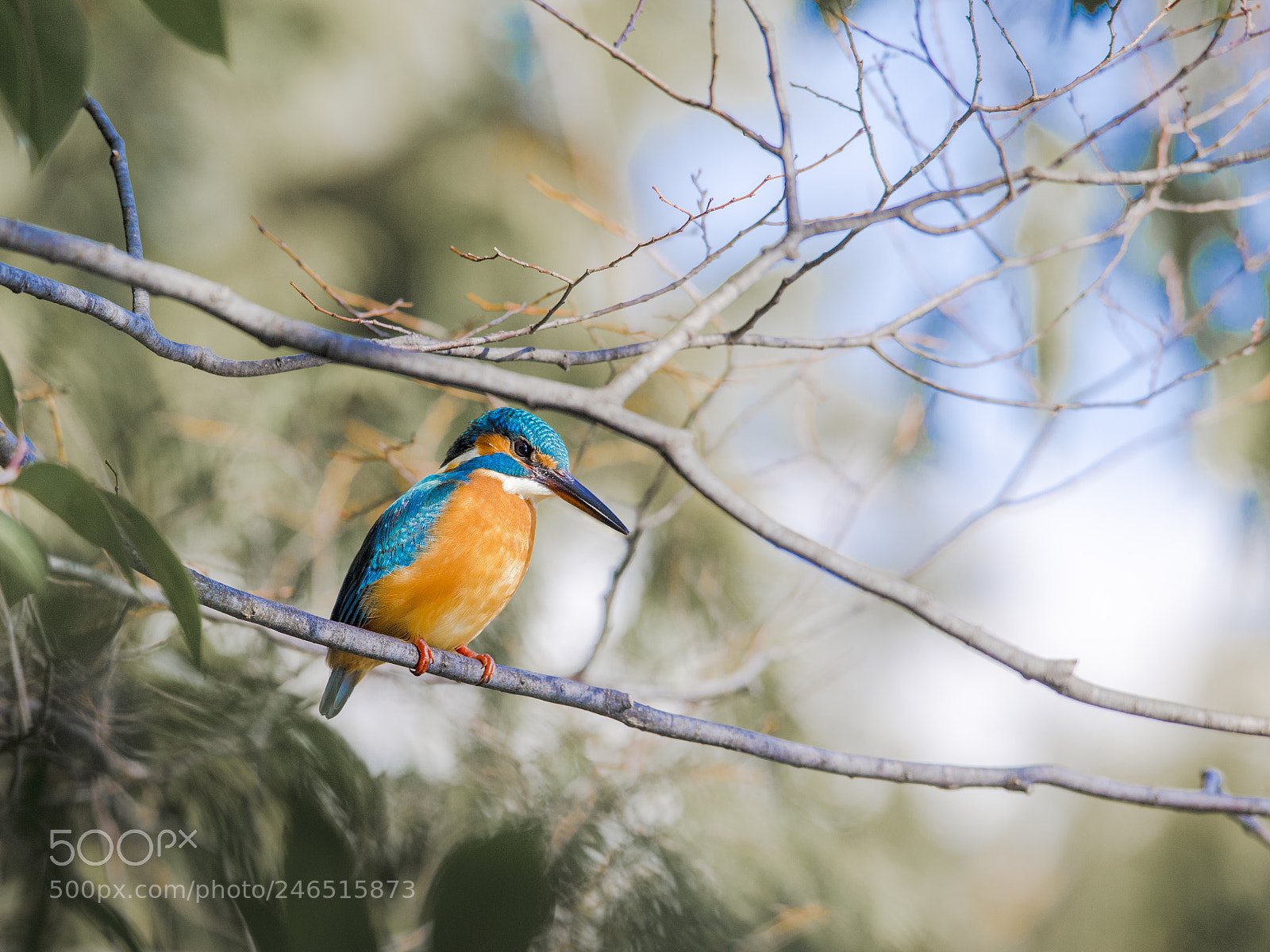 Nikon D5 sample photo. Kingfisher photography
