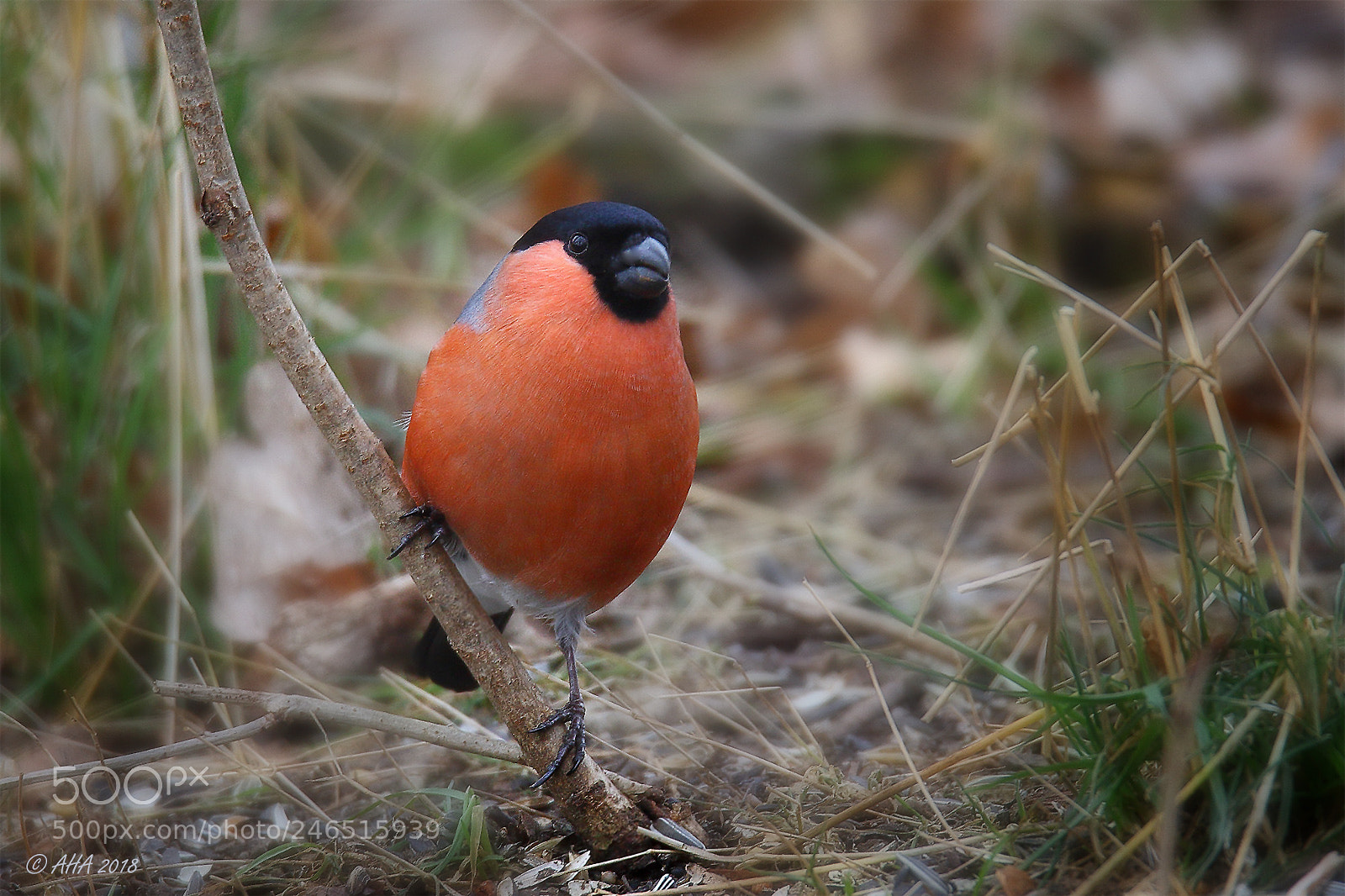 Canon EOS 7D Mark II sample photo. Bullfinch male photography