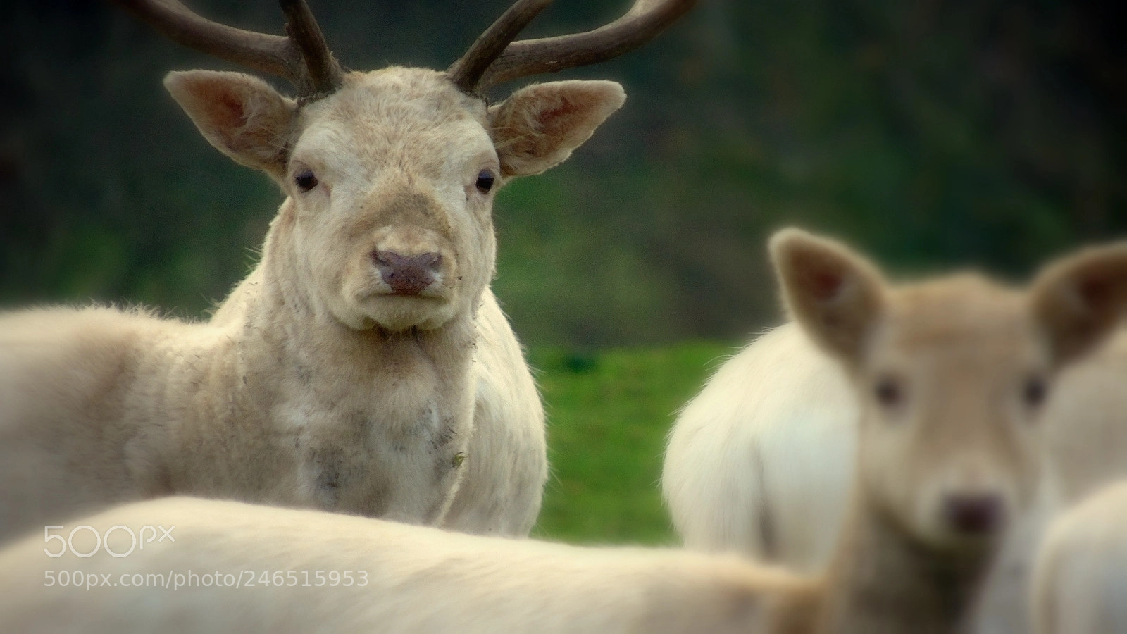 Sony Cyber-shot DSC-H400 sample photo. White deer photography