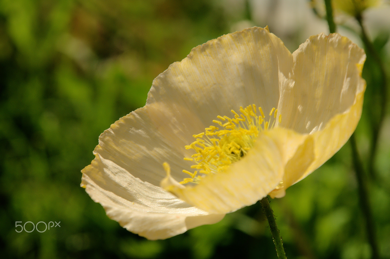 Nikon D300 sample photo. Poppy in splügen photography