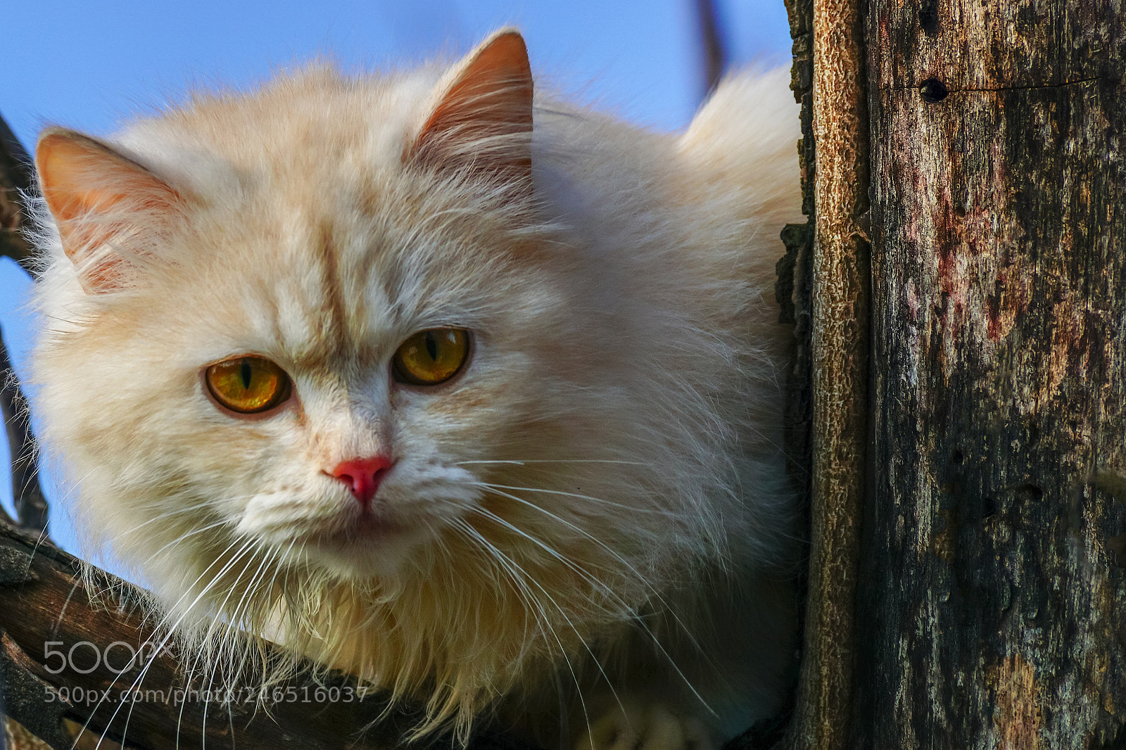 Sony ILCA-77M2 sample photo. Wary glance photography