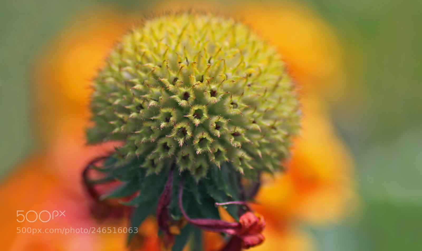 Canon EOS 60D sample photo. Dsgh photography