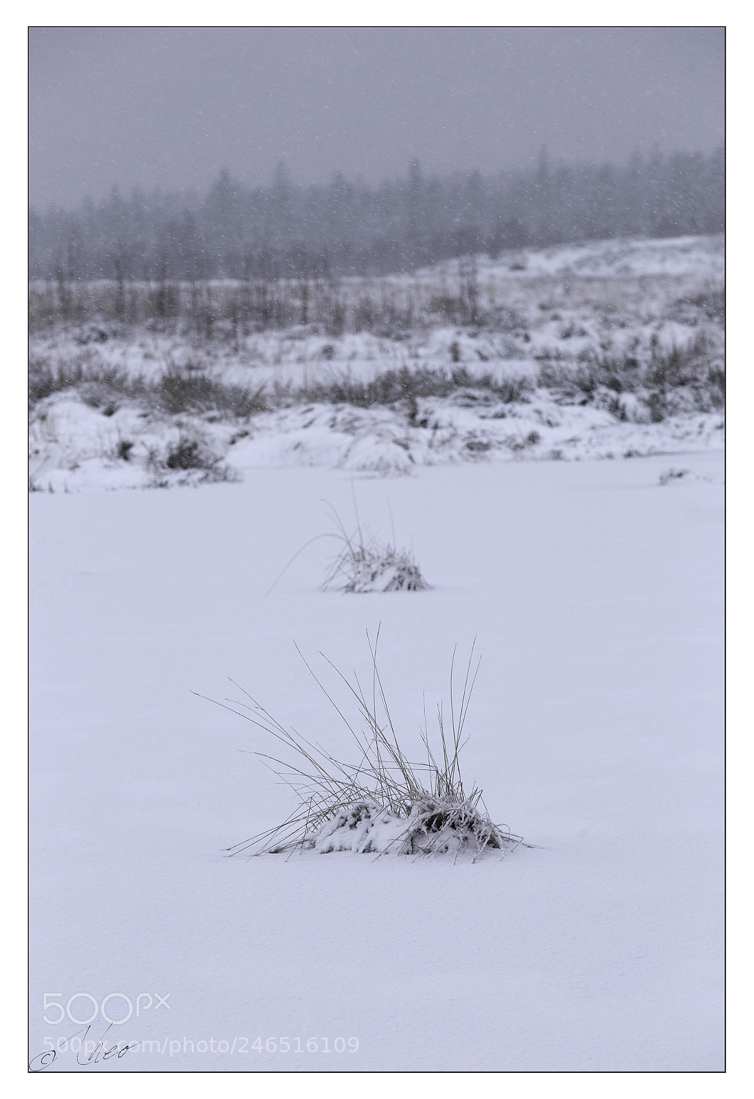 Canon EOS 6D sample photo. Covered in snow photography
