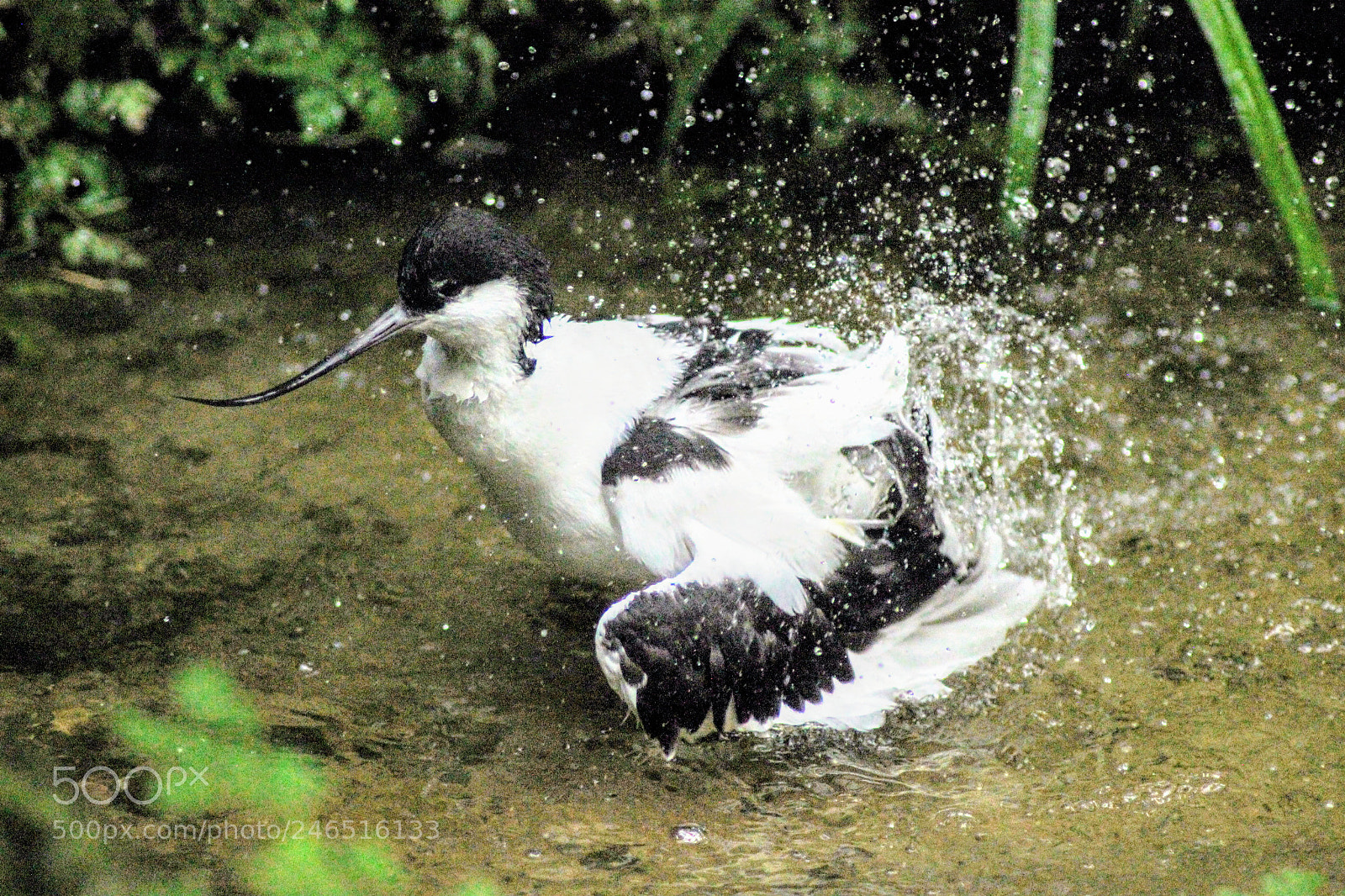 Canon EOS 600D (Rebel EOS T3i / EOS Kiss X5) sample photo. Splashing around photography