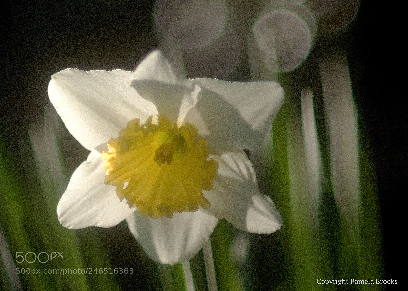 Nikon D90 sample photo. Early bloomer photography