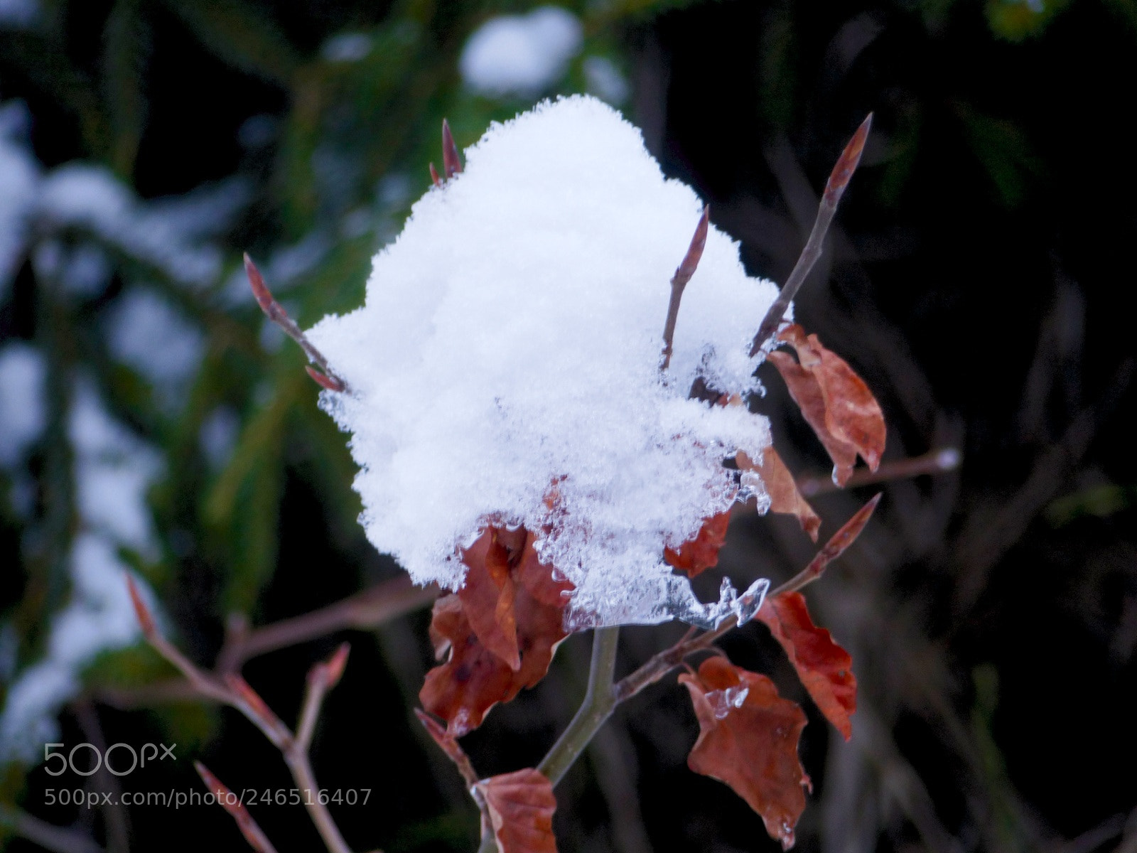 Panasonic Lumix DMC-FZ200 sample photo. Snowflower photography