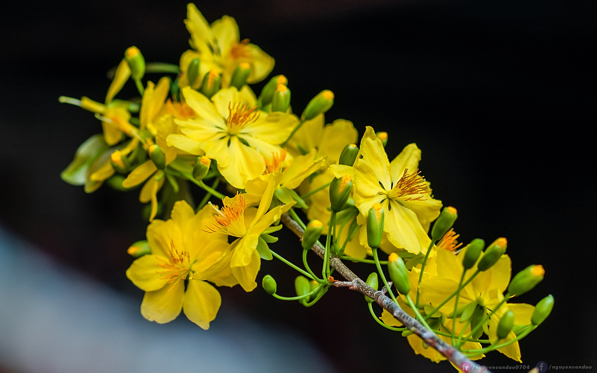 Olympus E-1 sample photo. Macro - hpny2018 photography