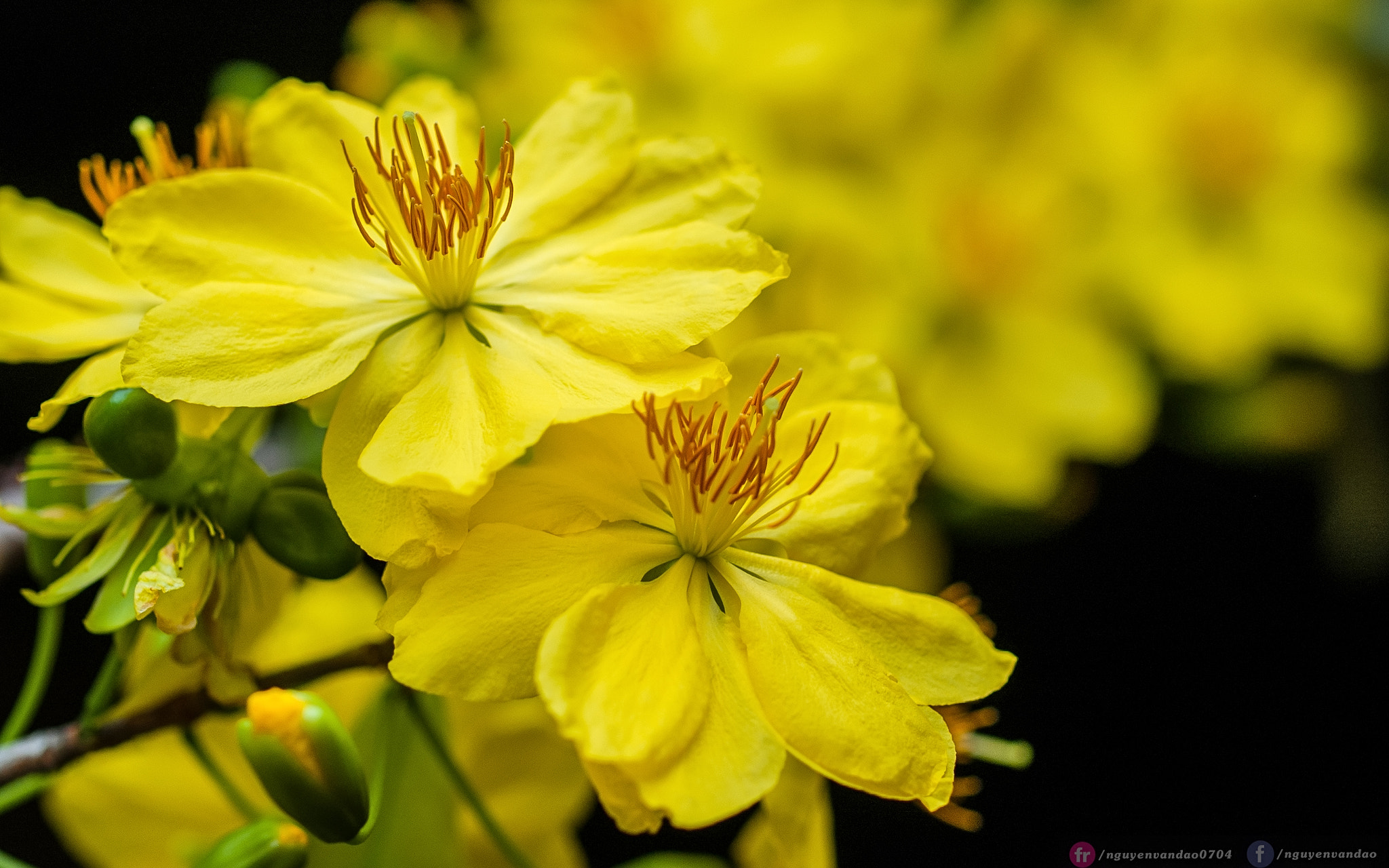 Olympus E-1 sample photo. Macro - hpny2018 photography