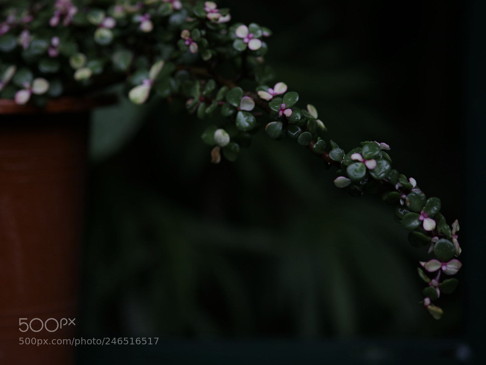Canon EOS 5DS R sample photo. Aloof photography