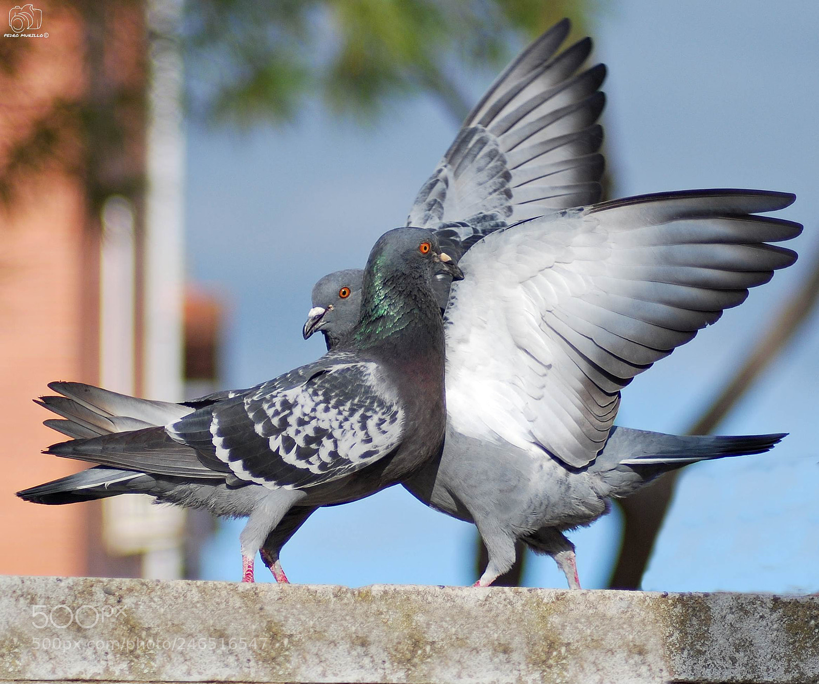Nikon D60 sample photo. Untitled photography
