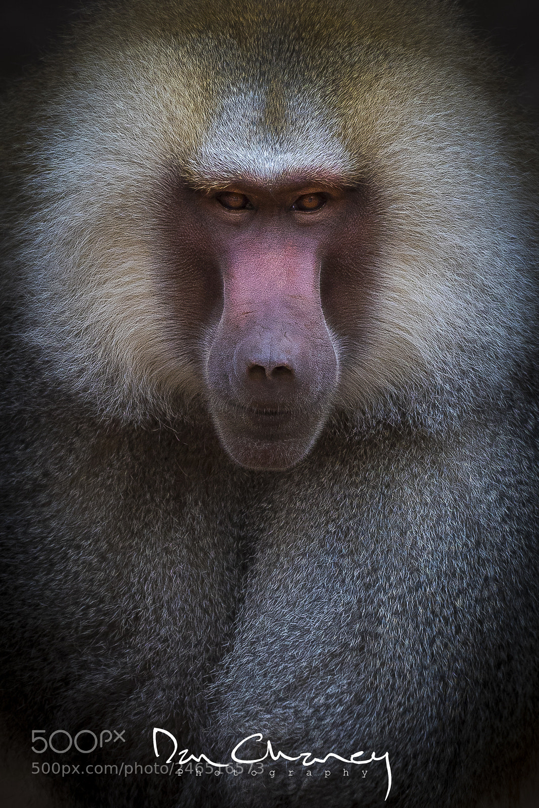 Nikon D810 sample photo. Baboon photography