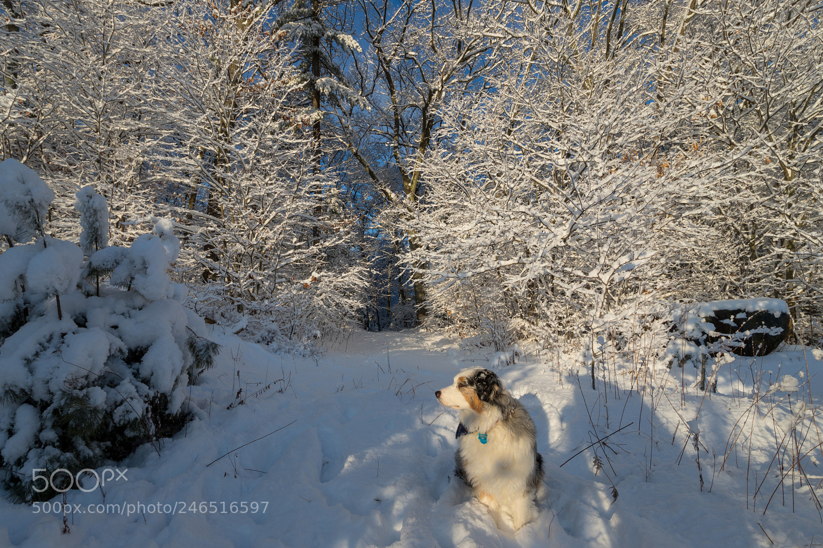 Canon EOS 6D Mark II sample photo. Doggy photography