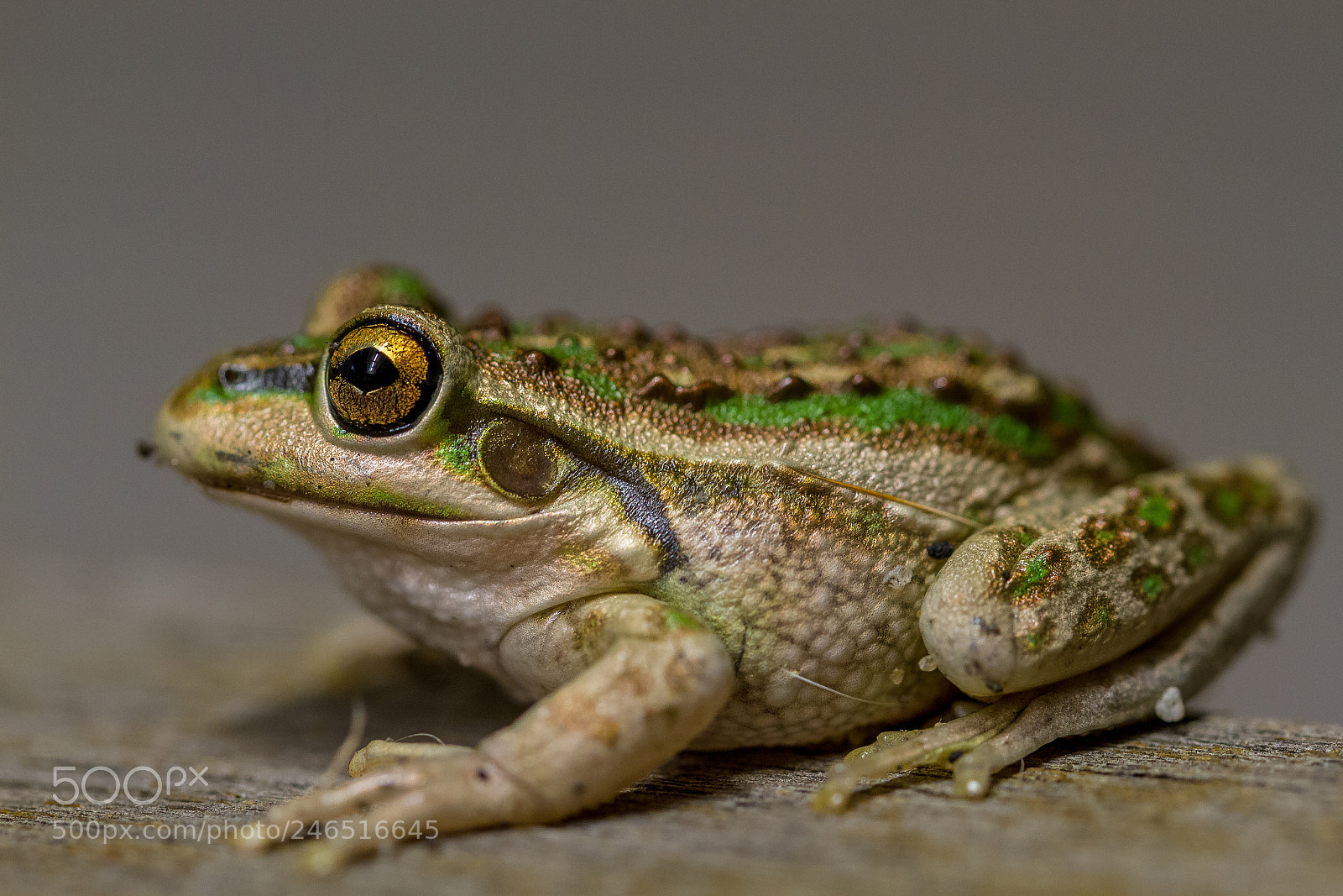 Canon EOS 7D sample photo. Motorbike frog photography