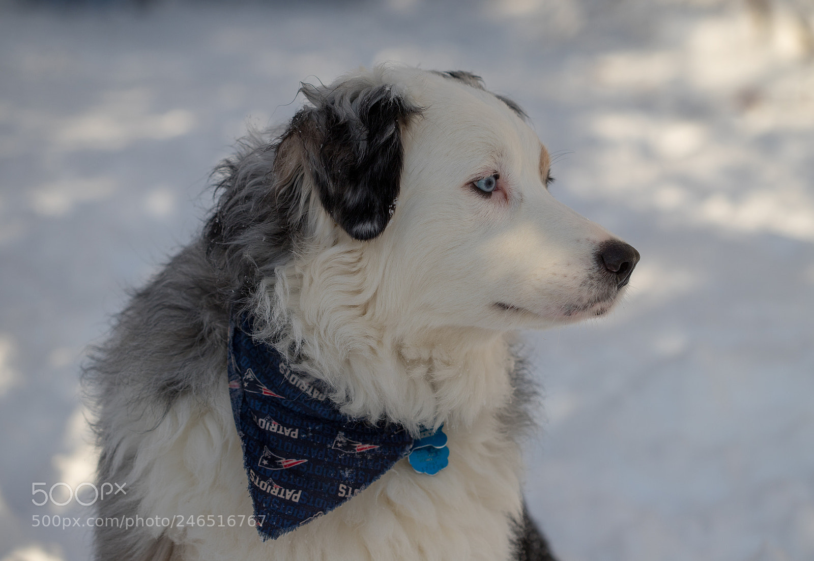 Canon EOS 6D Mark II sample photo. Doggy photography
