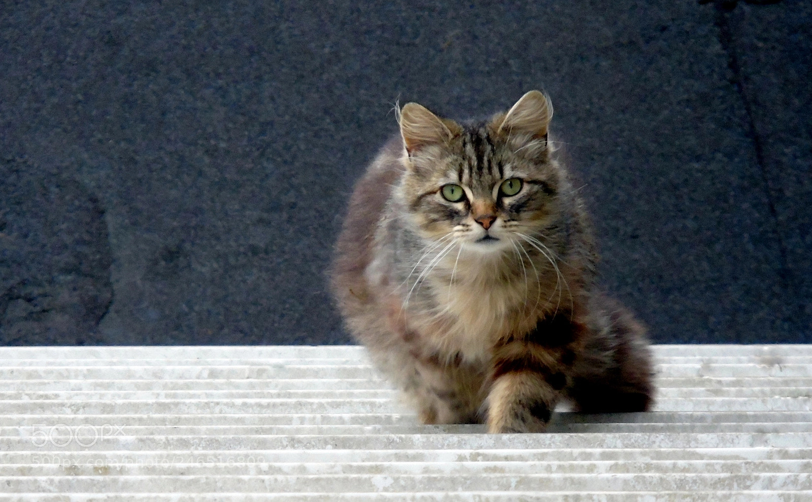 Sony Cyber-shot DSC-H400 sample photo. Cat on the roof photography