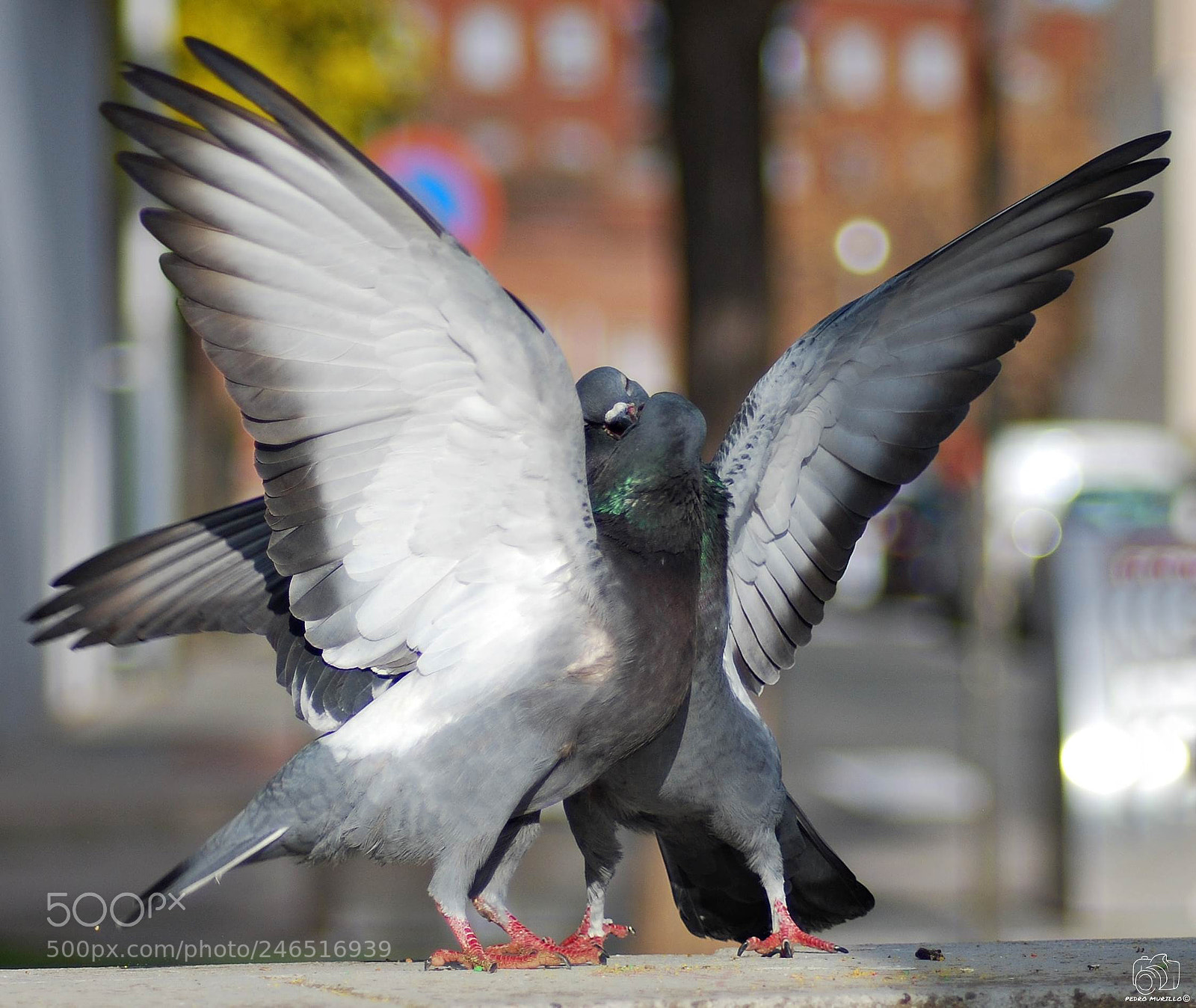 Nikon D60 sample photo. Untitled photography