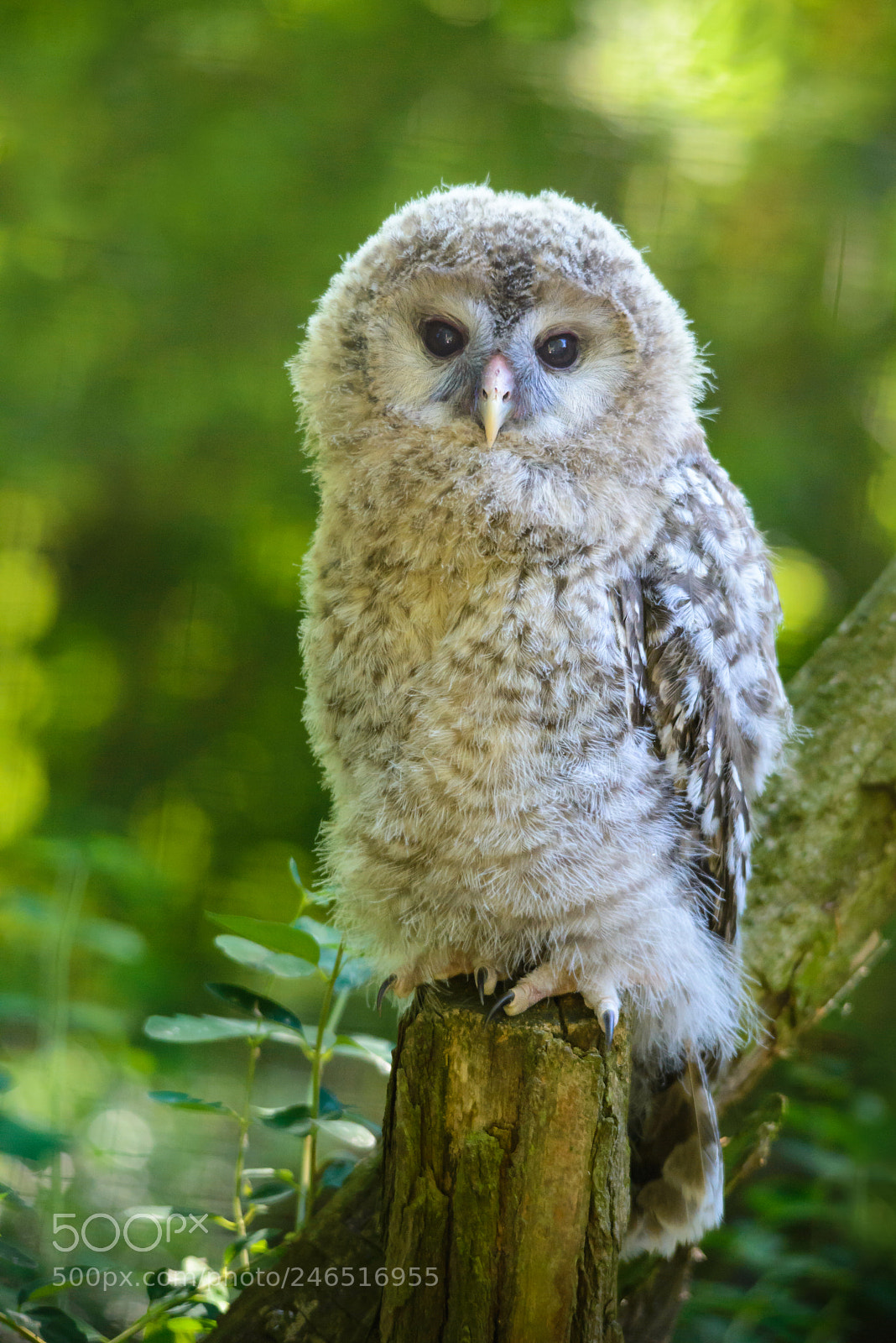 Nikon D600 sample photo. Young owl photography