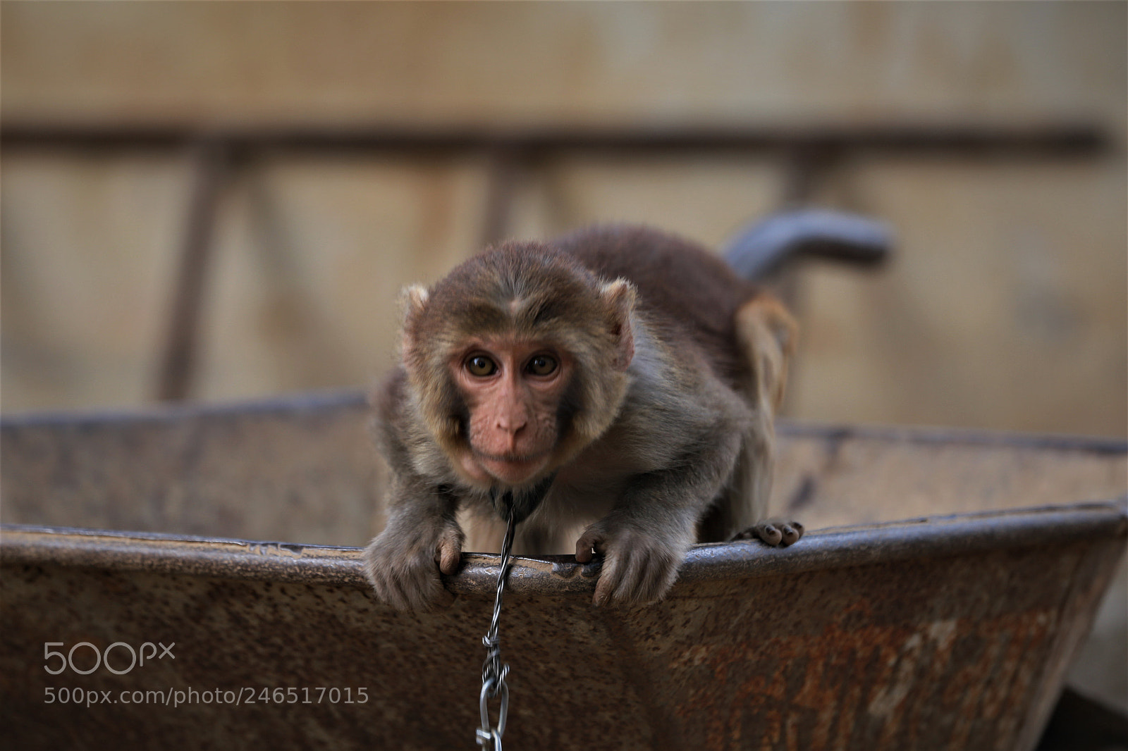 Canon EOS 6D sample photo. Monkey expression photography
