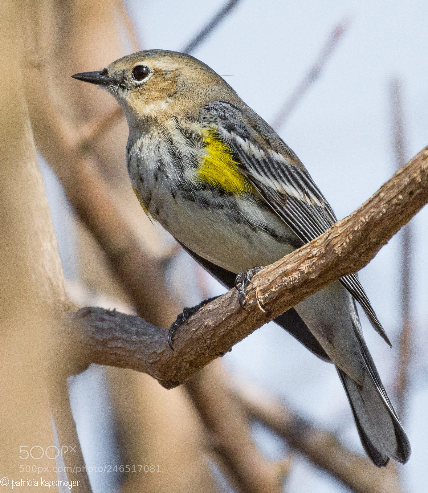 Nikon D7200 sample photo. Yellow rumped warbler photography