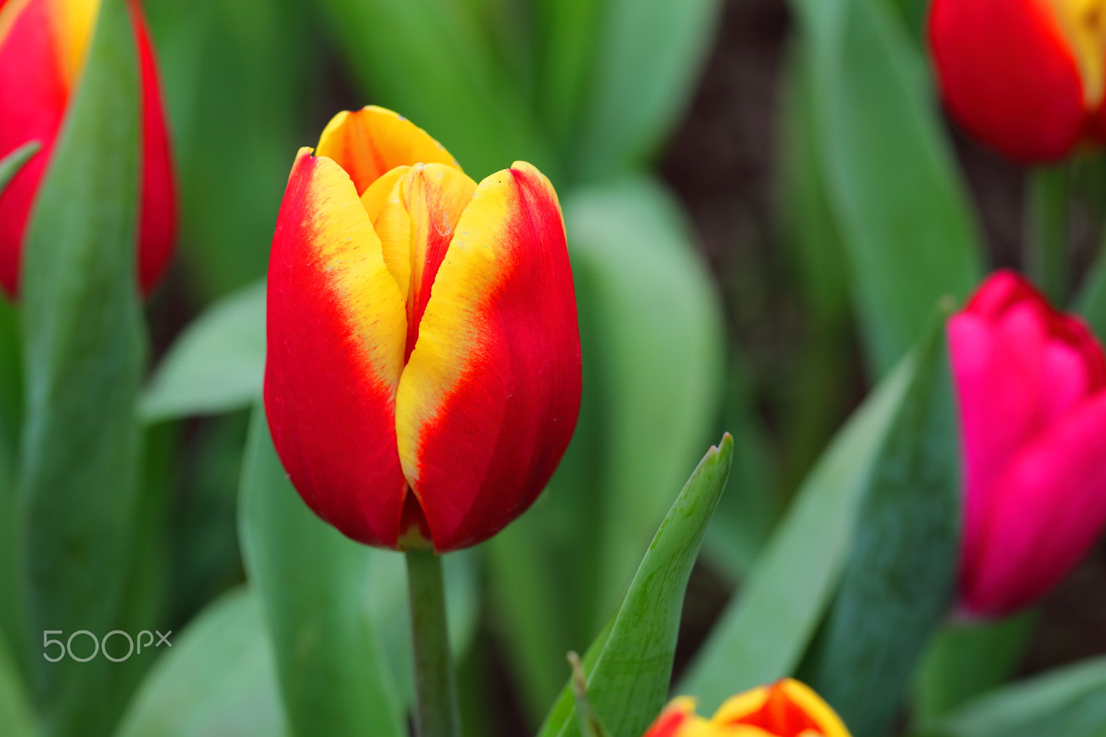 Canon EOS 5DS R + Canon EF 100mm F2.8L Macro IS USM sample photo. Tulip photography