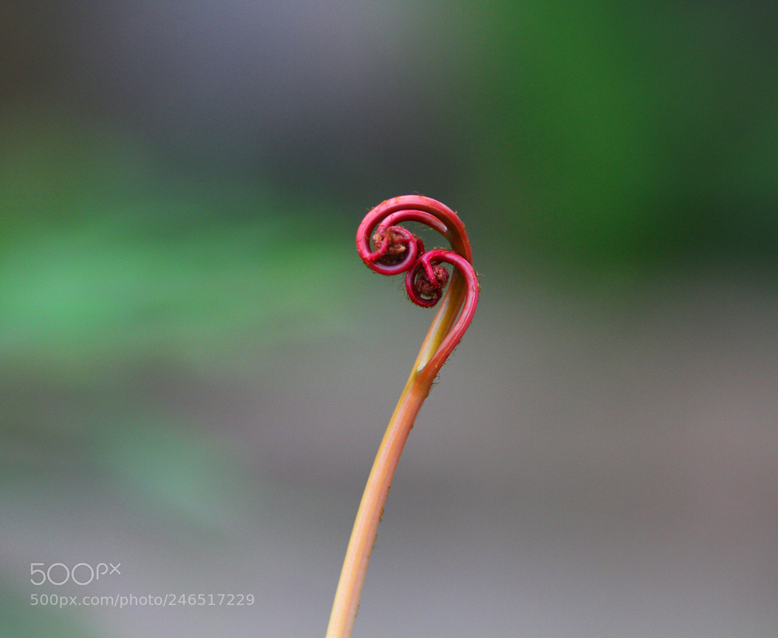 Canon EOS 7D sample photo. Fern sprout photography