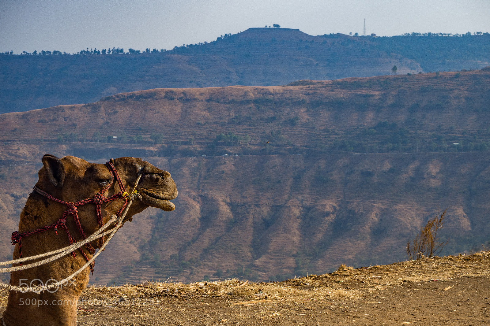 Olympus OM-D E-M10 II sample photo. Safari photography