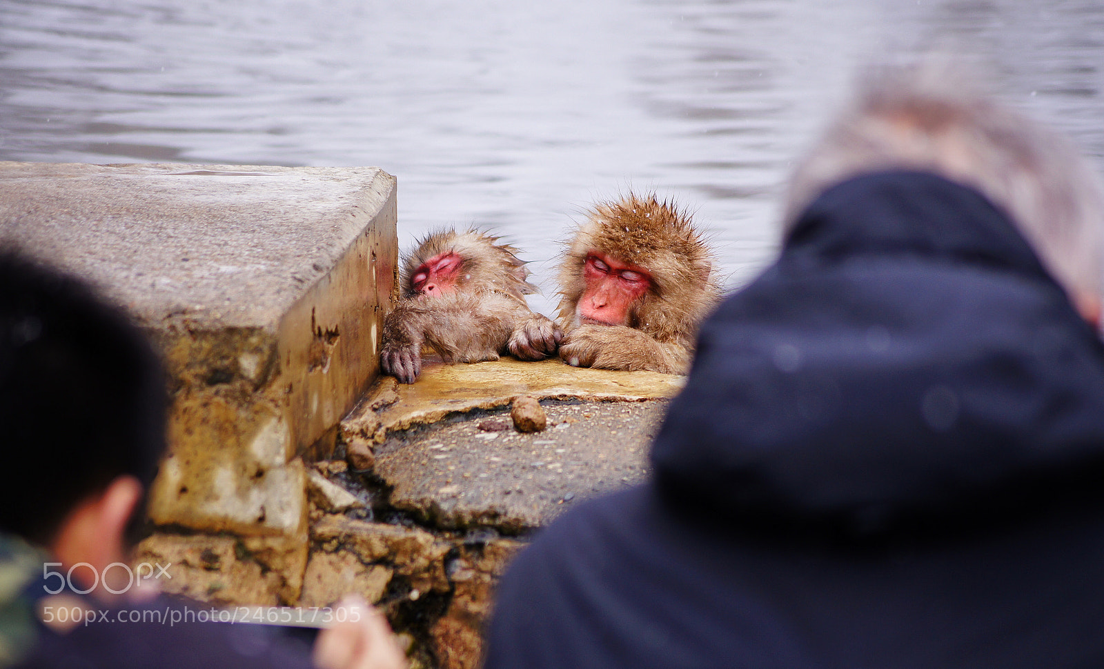 Sony SLT-A55 (SLT-A55V) sample photo. 泰然入睡 photography