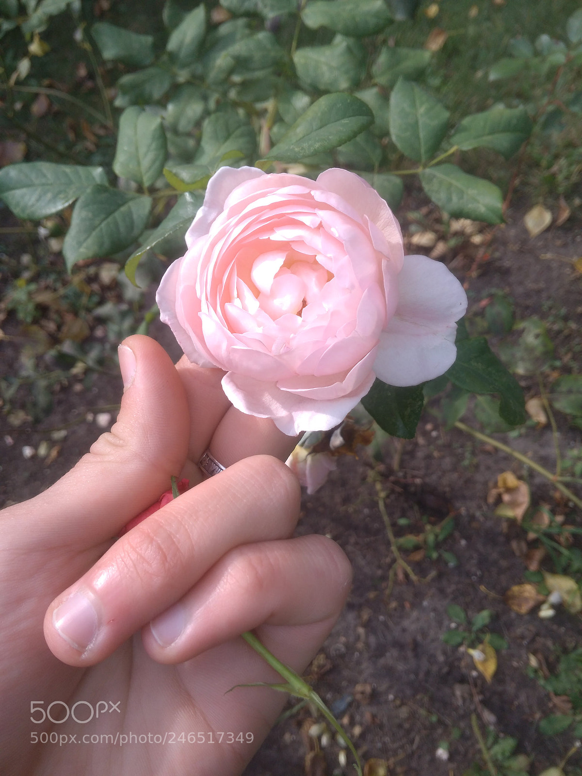 Xiaomi Redmi 4A sample photo. Untitled photography