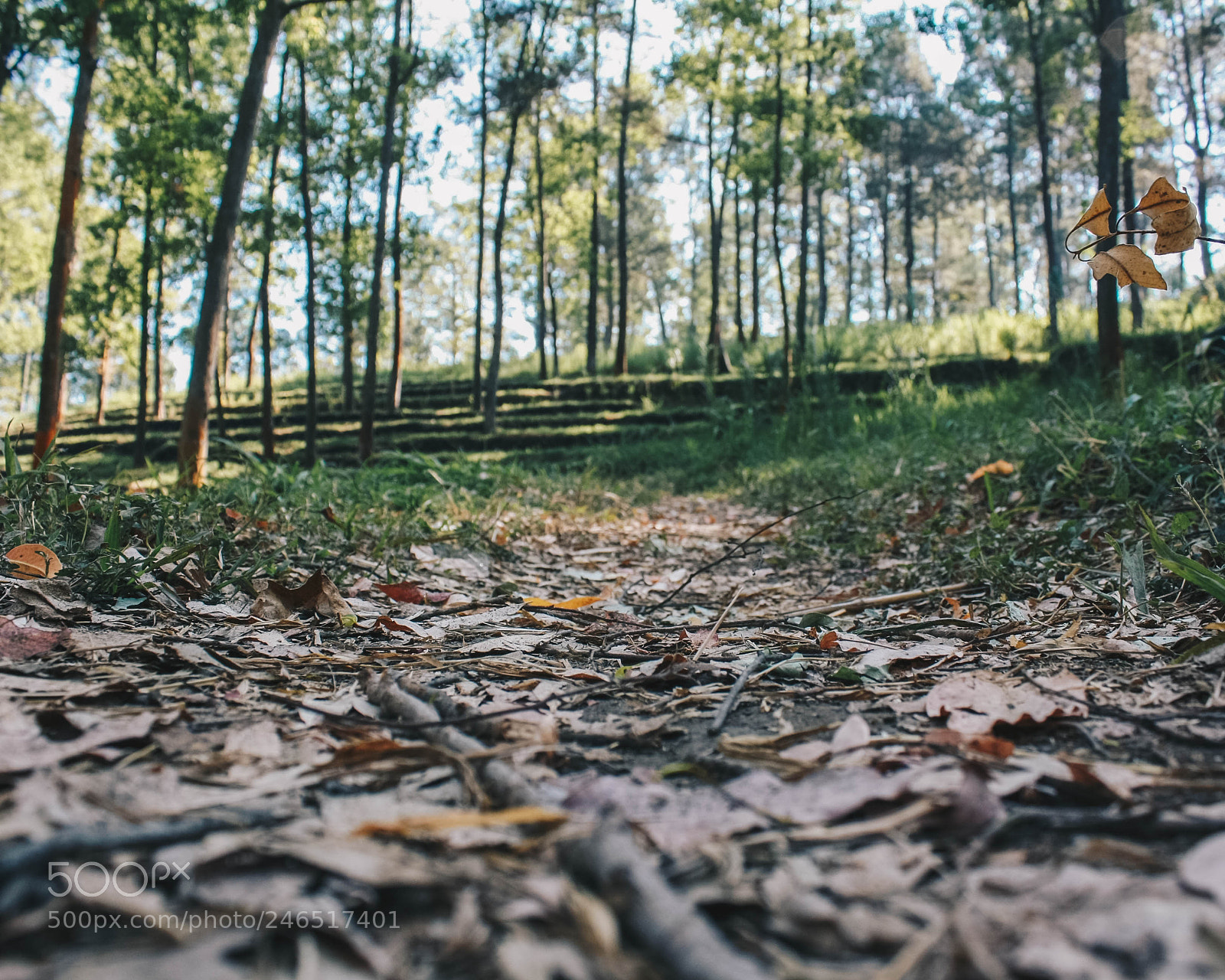 Canon EOS 1000D (EOS Digital Rebel XS / EOS Kiss F) sample photo. Forest photography