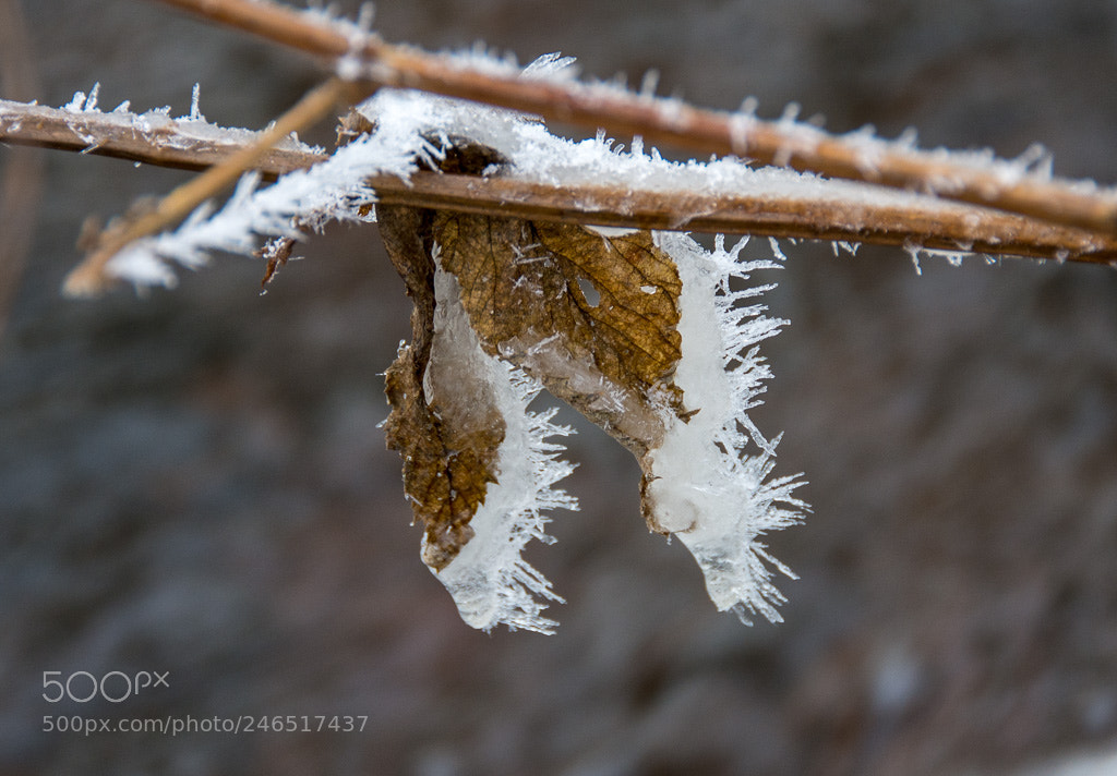 Nikon D7200 sample photo. Leaves with ice photography