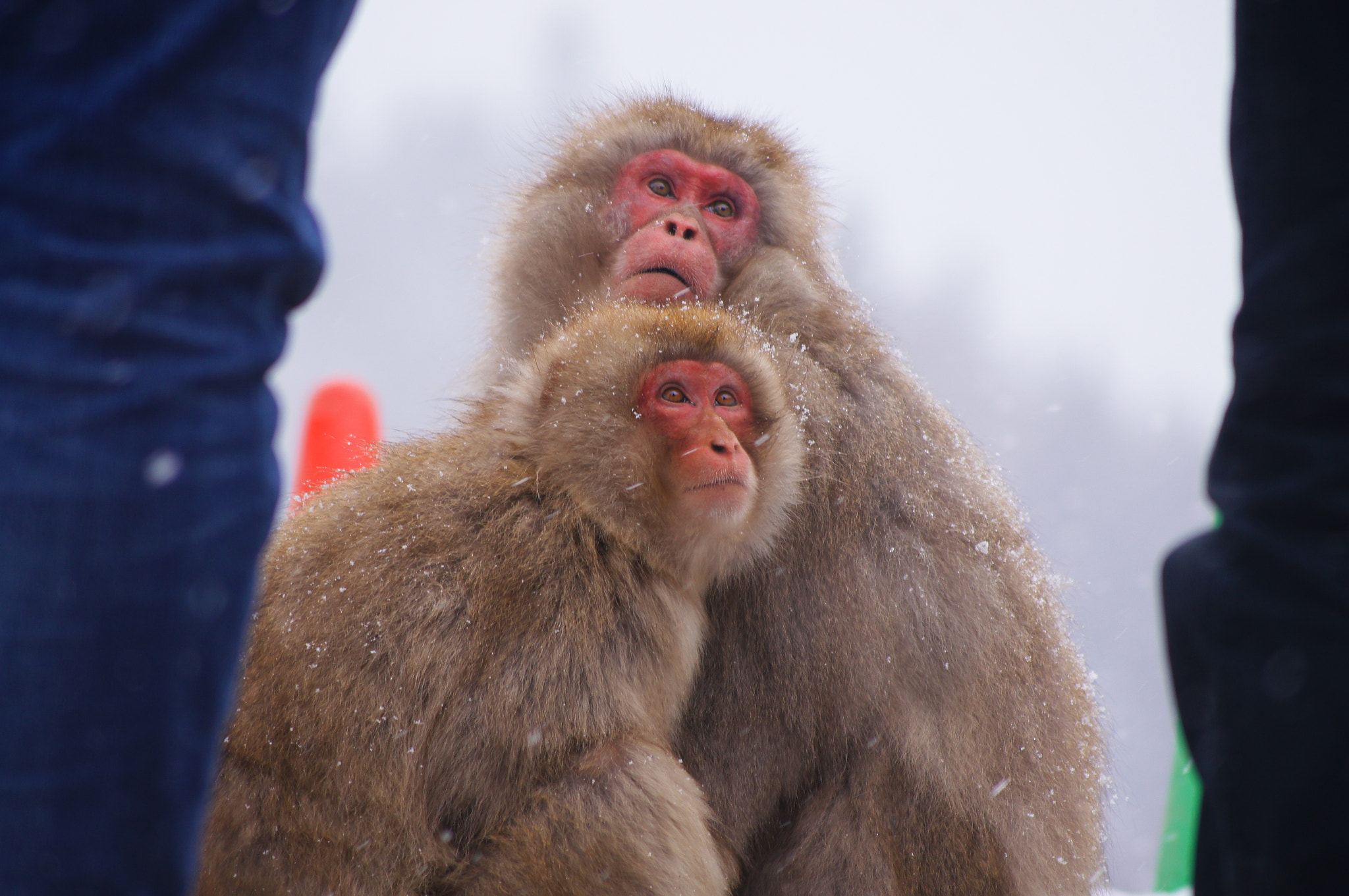 Sony DT 55-200mm F4-5.6 SAM sample photo. 他们个头比我们高！ photography