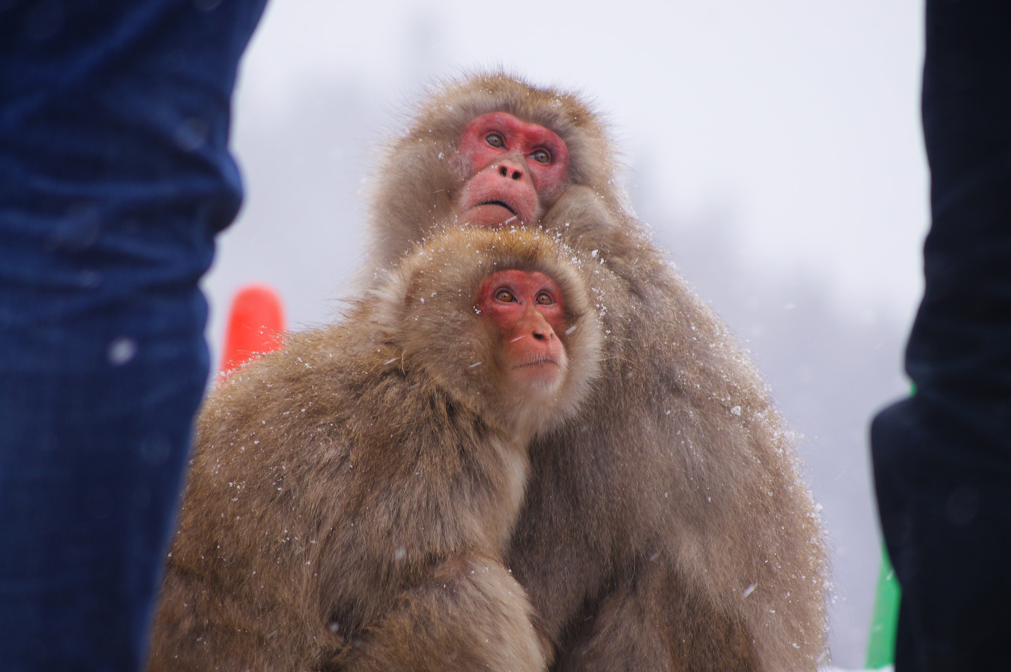 Sony SLT-A55 (SLT-A55V) + Sony DT 55-200mm F4-5.6 SAM sample photo. 他们个头比我们高！ photography