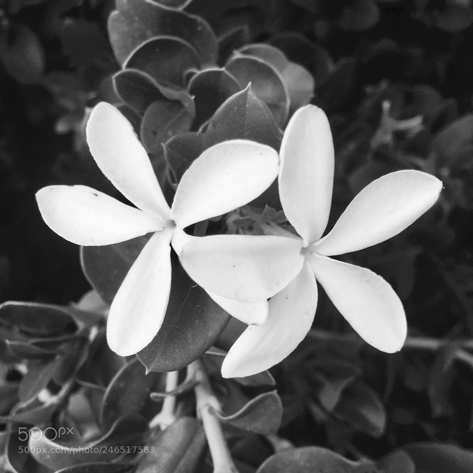 Apple iPhone 6s sample photo. B&w flower picture photography