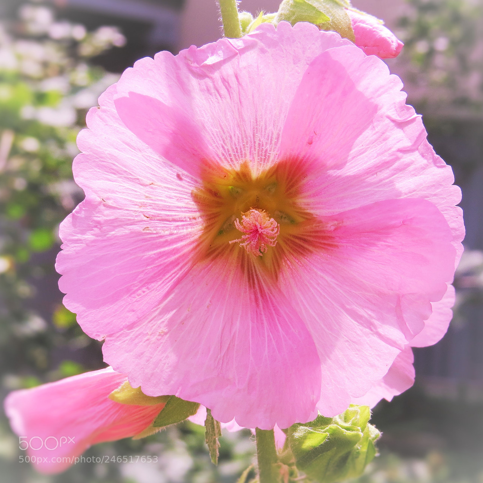 Canon PowerShot SX50 HS sample photo. Pink blossom () photography